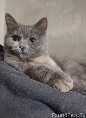 Пропала котенок подросток, дев...