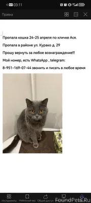 Пропала кошка в конце апреля, ...
