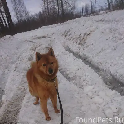 Потерялся пёс, убежал вроде ка...