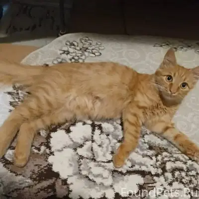 Пропал котёнок-подросток, окра...