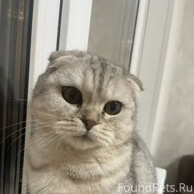 Пропал кот.В районе улиц Гагар...