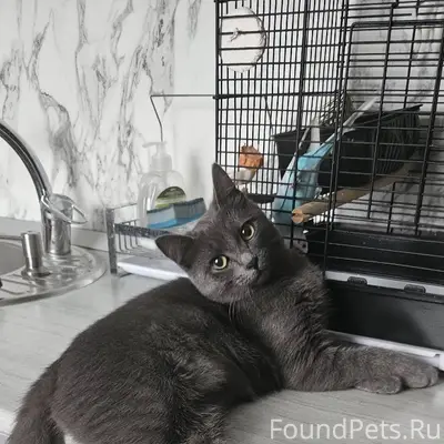 Пропала молодая кошка, зовут Д...