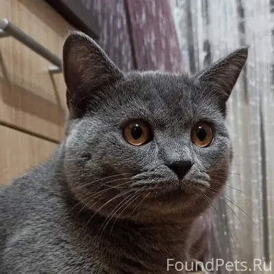 Пропал кот, британец, серый ок...