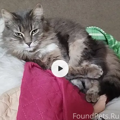 Пропал кот, зовут Вася отклика...