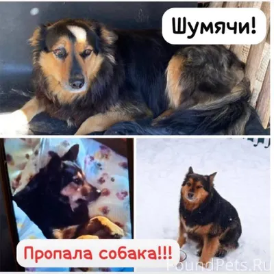 Пропала собака! Девочка. п. Шу...