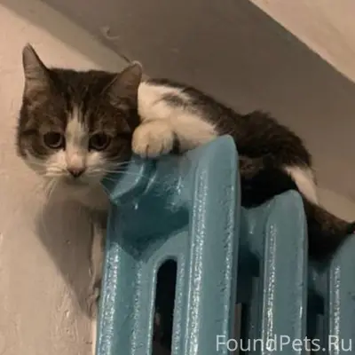 ⚡❗Чья потеряшка?❗⚡ Найден кот ...