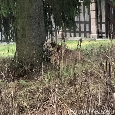 В д Чудиново появилась собака,...