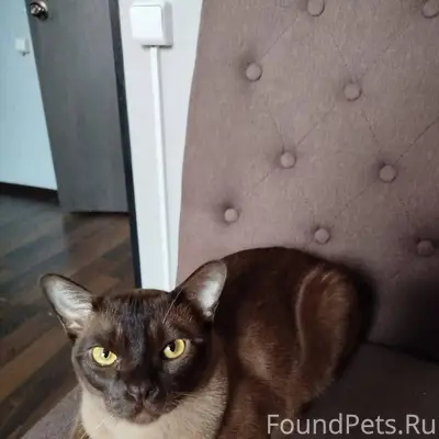 Пропал кот,в ночь на 03...