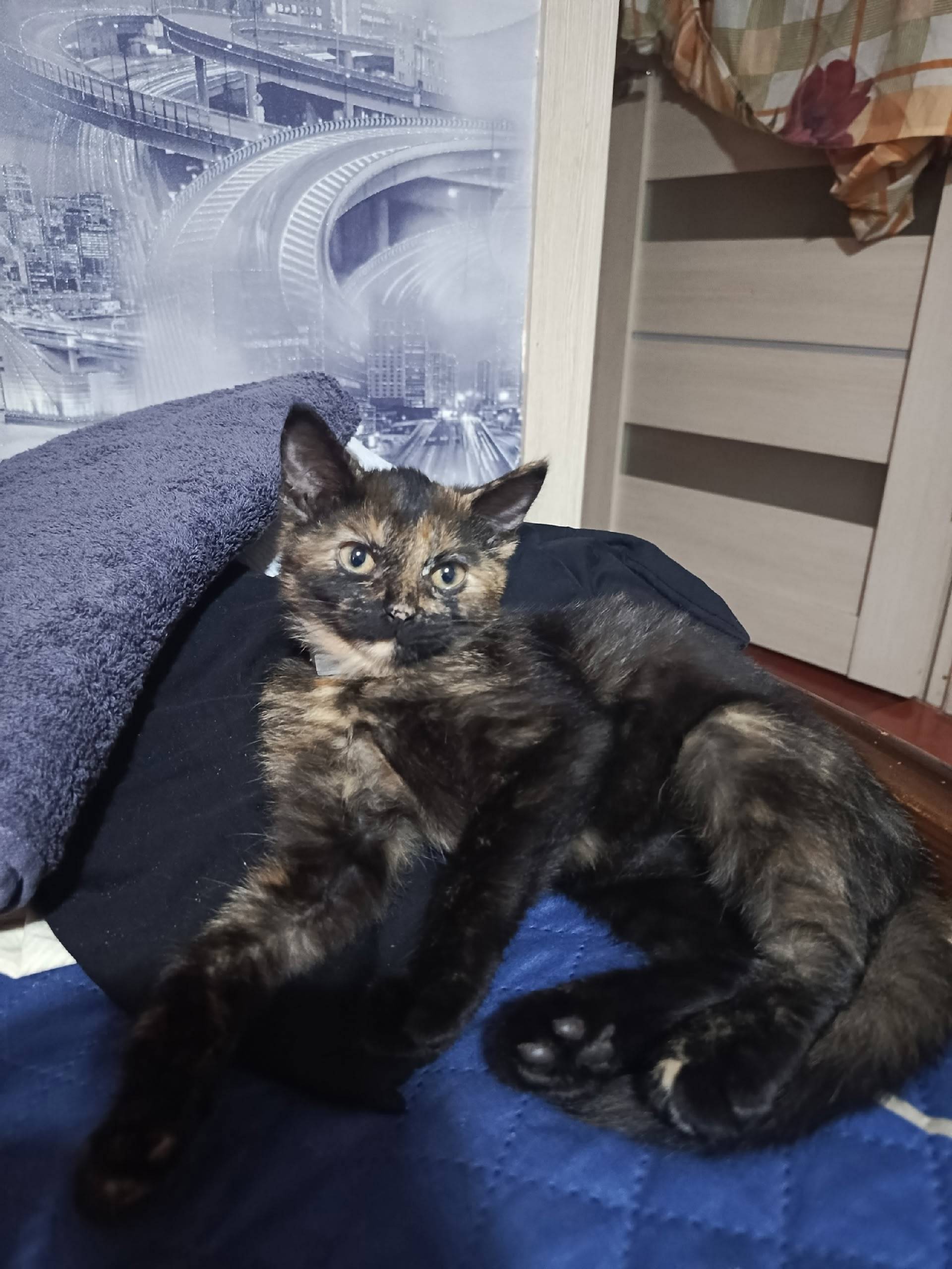 Пропала кошка, 5-6 месяцев. Пр...