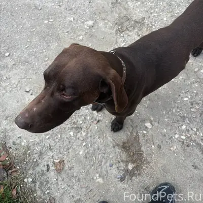 Кто потерял собаку? Отзовитесь...