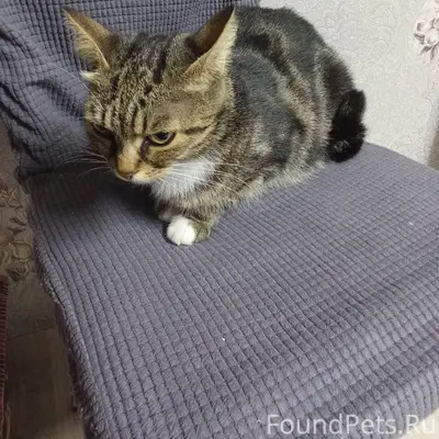 Пропала кошка ЛАПА. Ушла вечер...