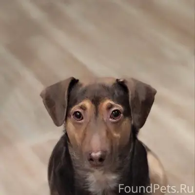 Пропала собака в районе нового...