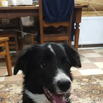 Помогите найти собаку потеряла...