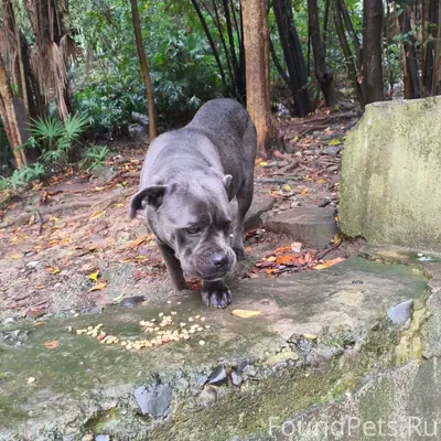 Найдена собака Канэ корсо дево...