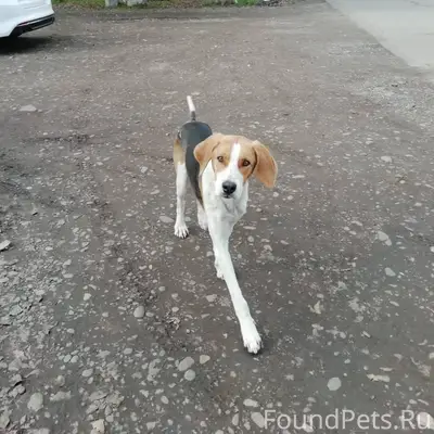 Найдена собака, бегает уже бол...