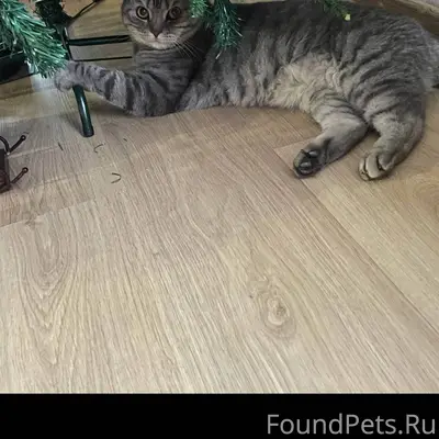 Ищем любимого кота!!! Взрослый...