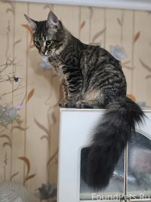 Утром 03.12 пропал кот, любиме...