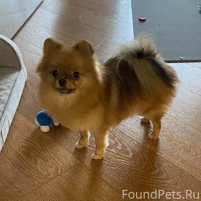 Во дворе ЖК Да Винчи найдена.....