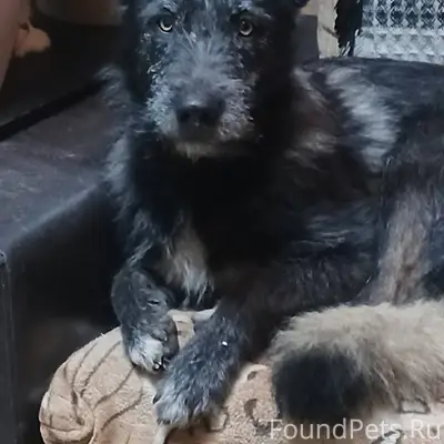 Потерялась собака. Зовут Кесси...