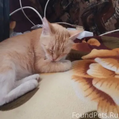 Пропала Кошка рыжая с белыми л...
