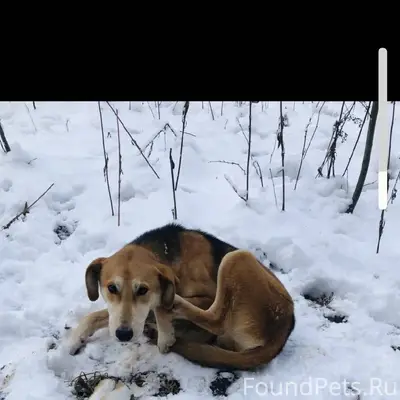 Пропала собака, если вдруг кто...