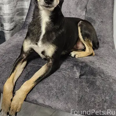 Ставрополь Найдена собака ‼️ра...