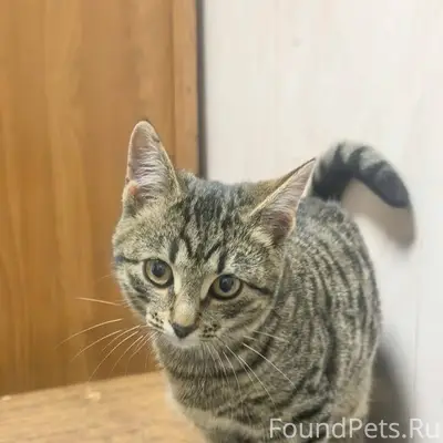 Найден котенок (мальчик) у дом...