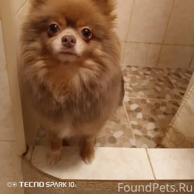 Пропала собака 