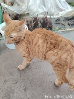 Найден кот-подросток, очень ис...
