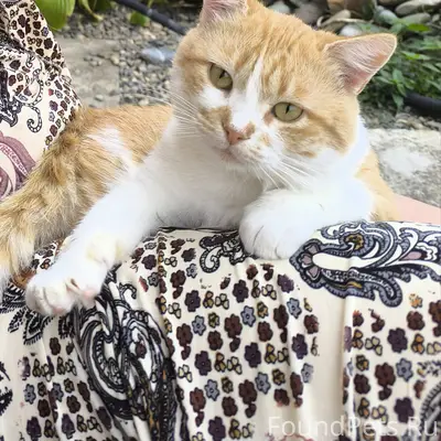 Пропал котик в Ханской