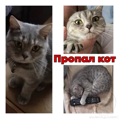 ПРОПАЛ КОТ‼️ Починки, ул. М.Се...