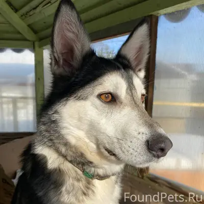 Здравствуйте, пропала собака ,...