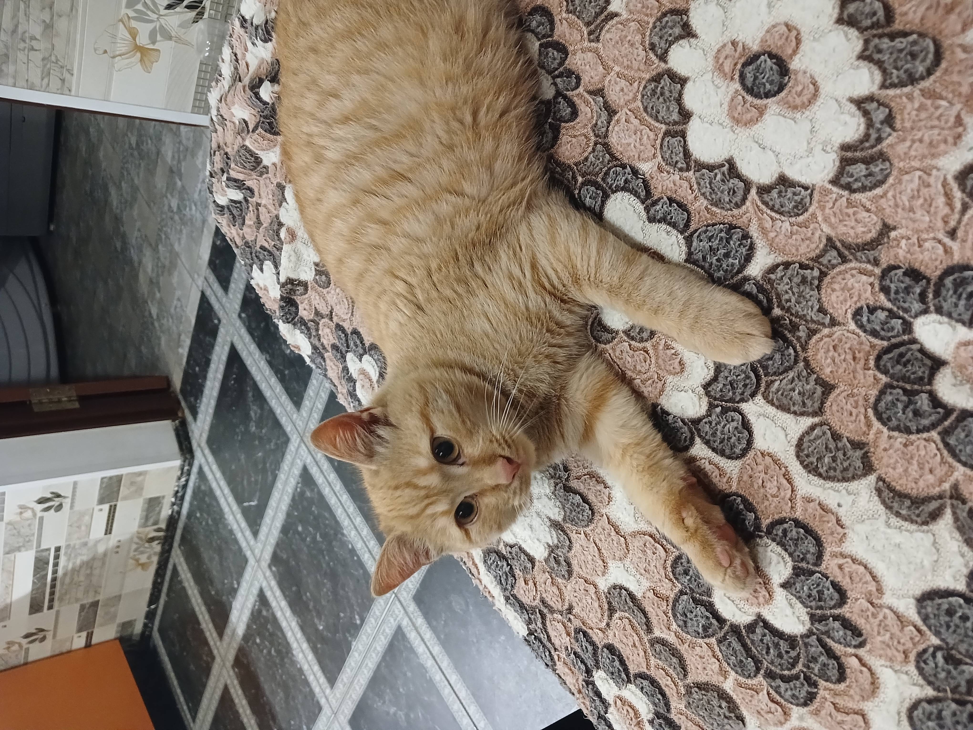 Найден кот.