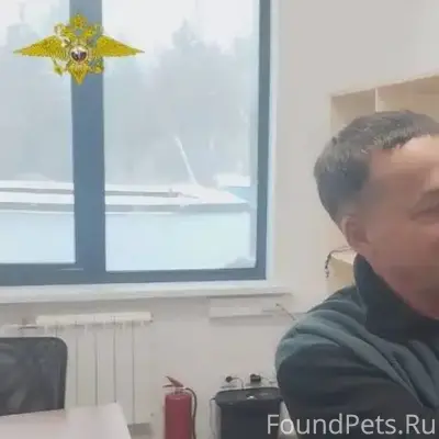 🐈‍⬛Шесть дней в укрытии: кот, ...