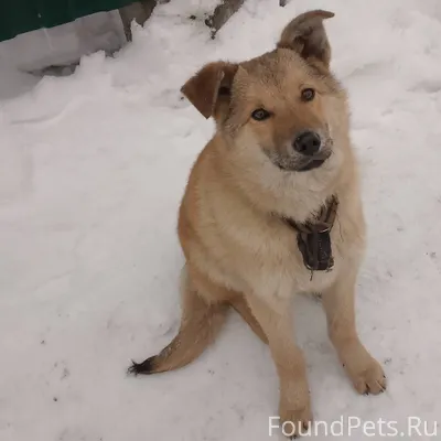 Щенок с ошейником потерялся,г....