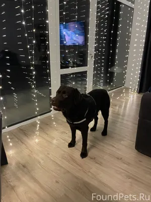 Здравствуйте! Пропала собака! ...