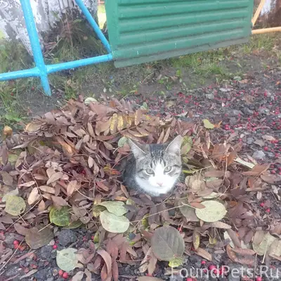 Пропала кошка в районе ЛДК! Жи...
