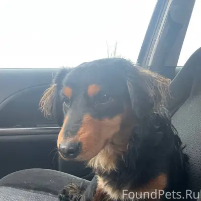 Найдена собака, кобель. Ищу ст...