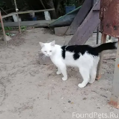 ПРОПАЛ МОЛОДОЙ КОТ! 😿 СРОЧНО П...