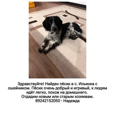 Найдена собака в с. Ильинка. П...