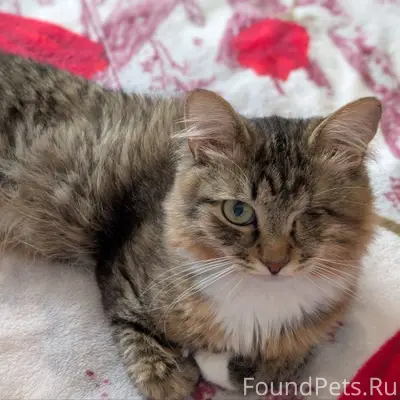 Здравствуйте, пропал кот, сам ...