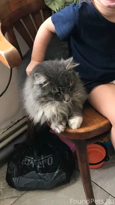 Пропал кот, район Буденного и ...