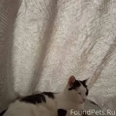 Пропал кот. Кличка Барсик посл...