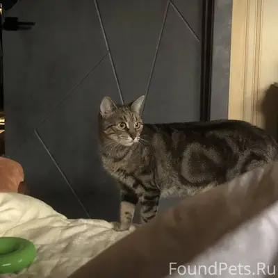 На Знаменке пропала кошка шотл...