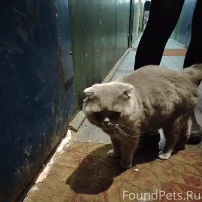 Найден кот, находится на улице...