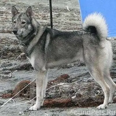 ❗ S0S❗Потерялась собака! 1 дек...