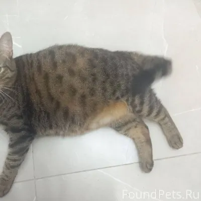 Пропал домашний кот 27.11.2025...