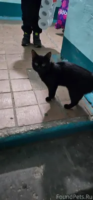 Котик . потеряшка. Пока находи...