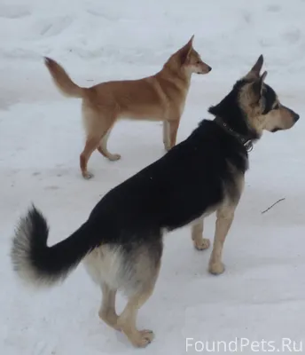 Пропала собака из СНТ Неботово...