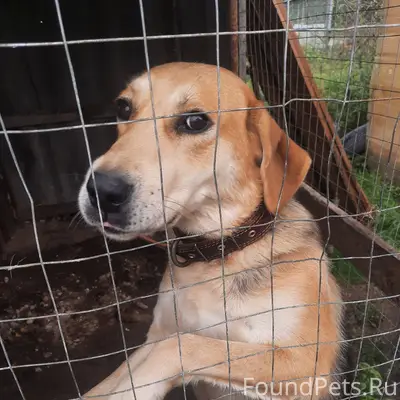 Пропала собака гончая , коричн...